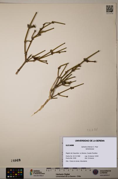 Ephedra chilensis [Espécimen: ]