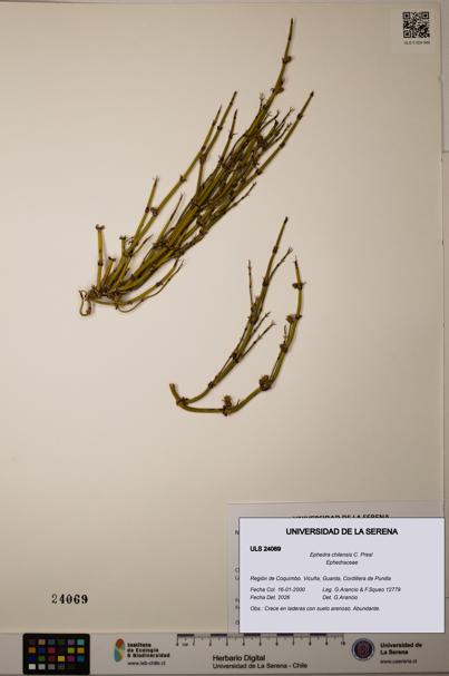 Ephedra chilensis [Espécimen: ]
