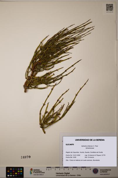 Ephedra chilensis [Espécimen: ]