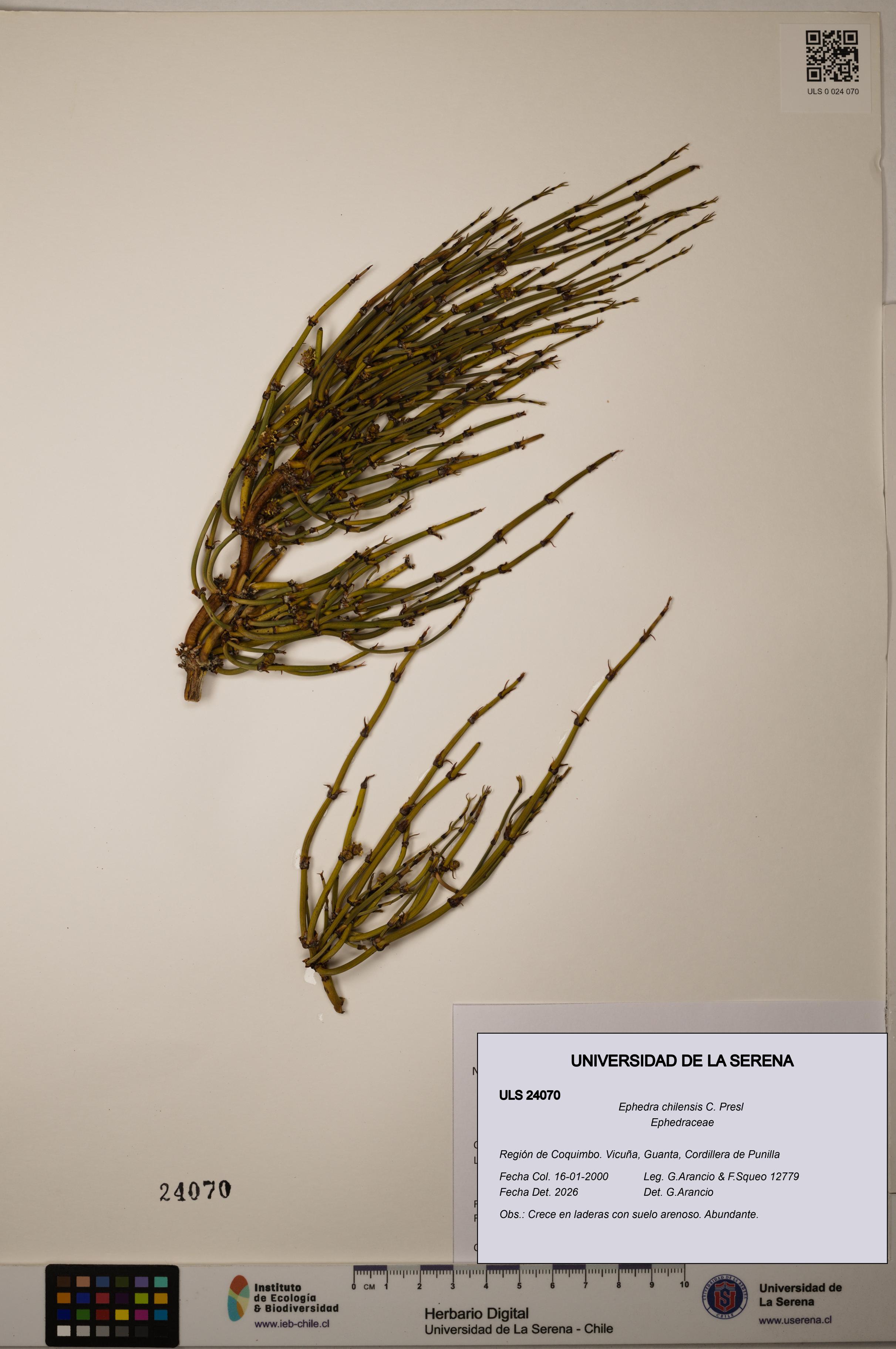 Ephedra chilensis [Espécimen: ]