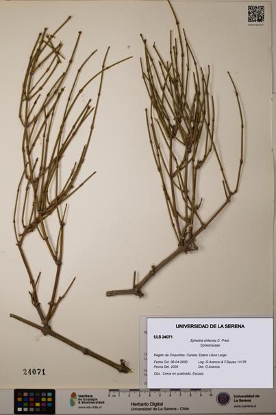 Ephedra chilensis [Espécimen: ]