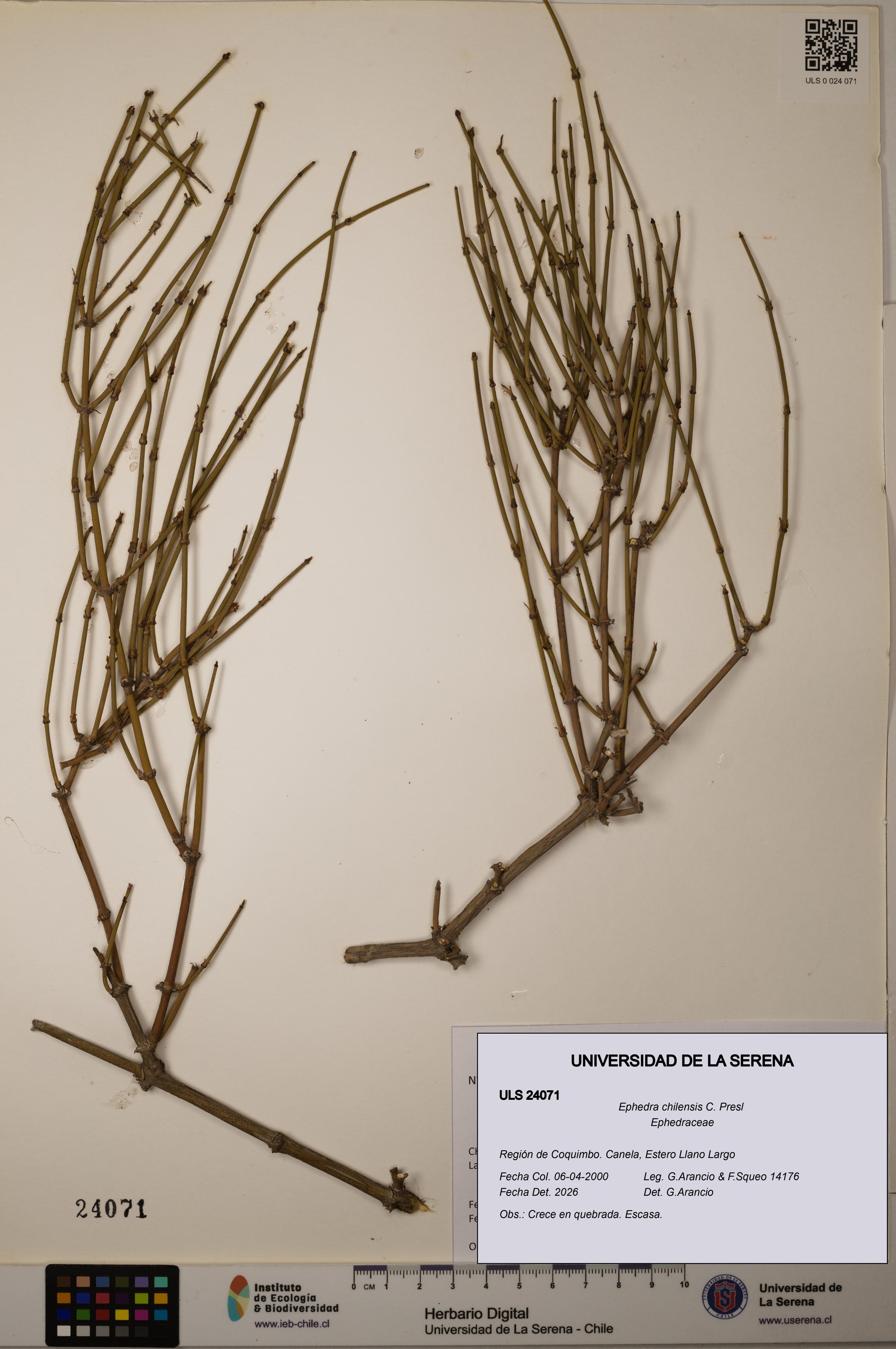Ephedra chilensis [Espécimen: ]