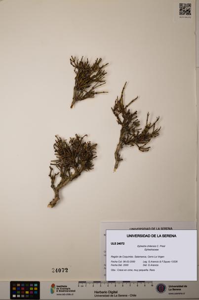 Ephedra chilensis [Espécimen: ]