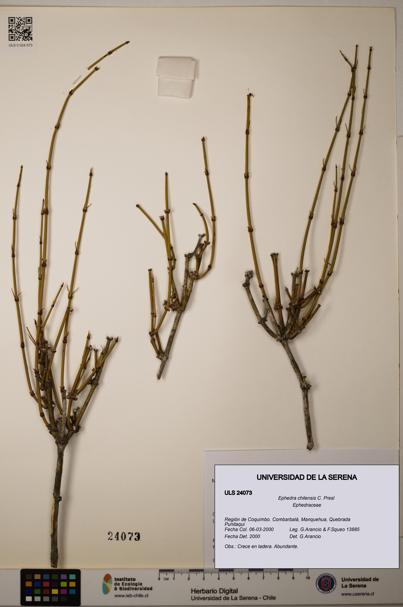 Ephedra chilensis [Espécimen: ]
