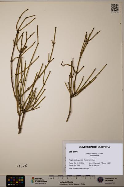 Ephedra chilensis [Espécimen: ]