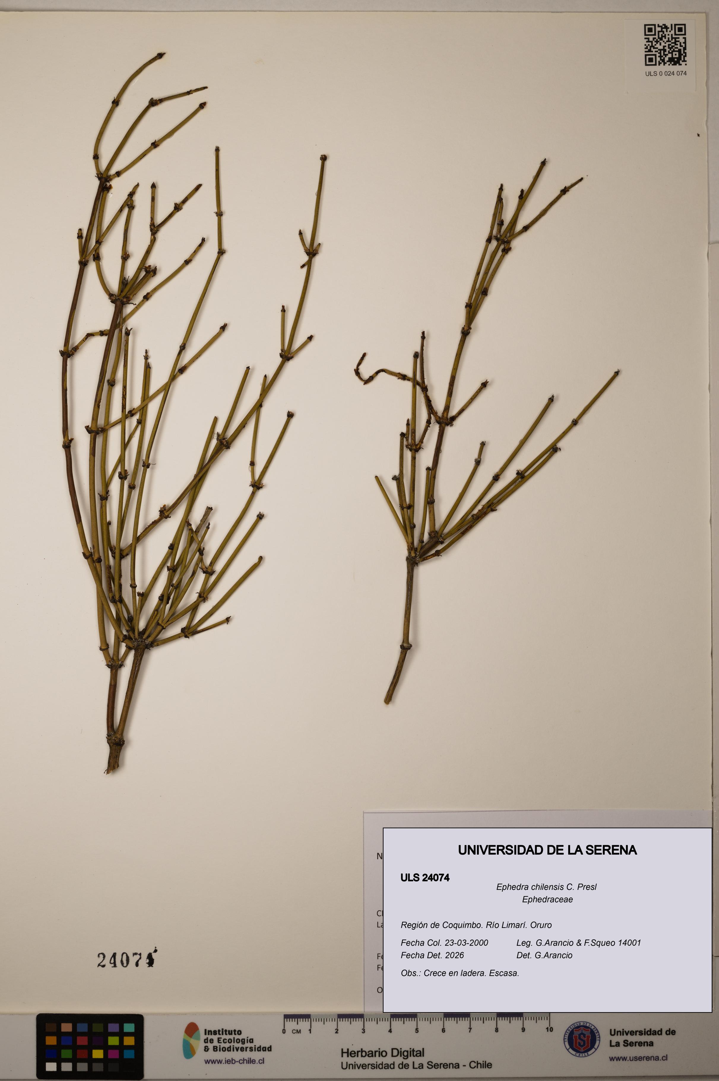 Ephedra chilensis [Espécimen: ]