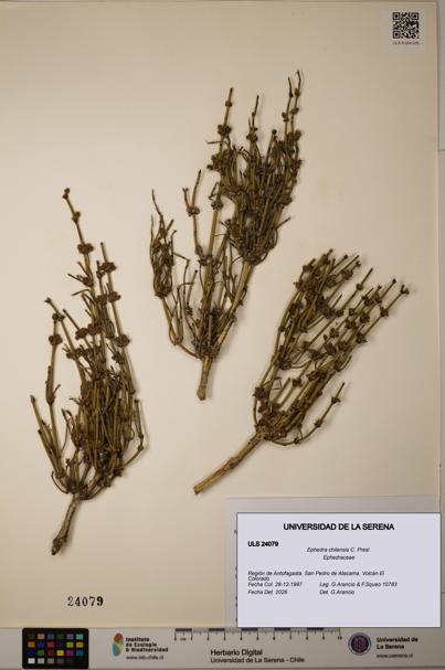 Ephedra chilensis [Espécimen: ]