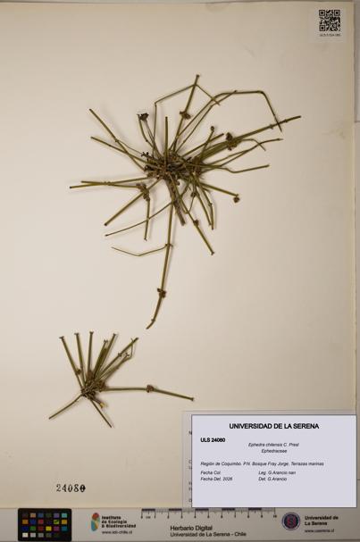 Ephedra chilensis [Espécimen: ]
