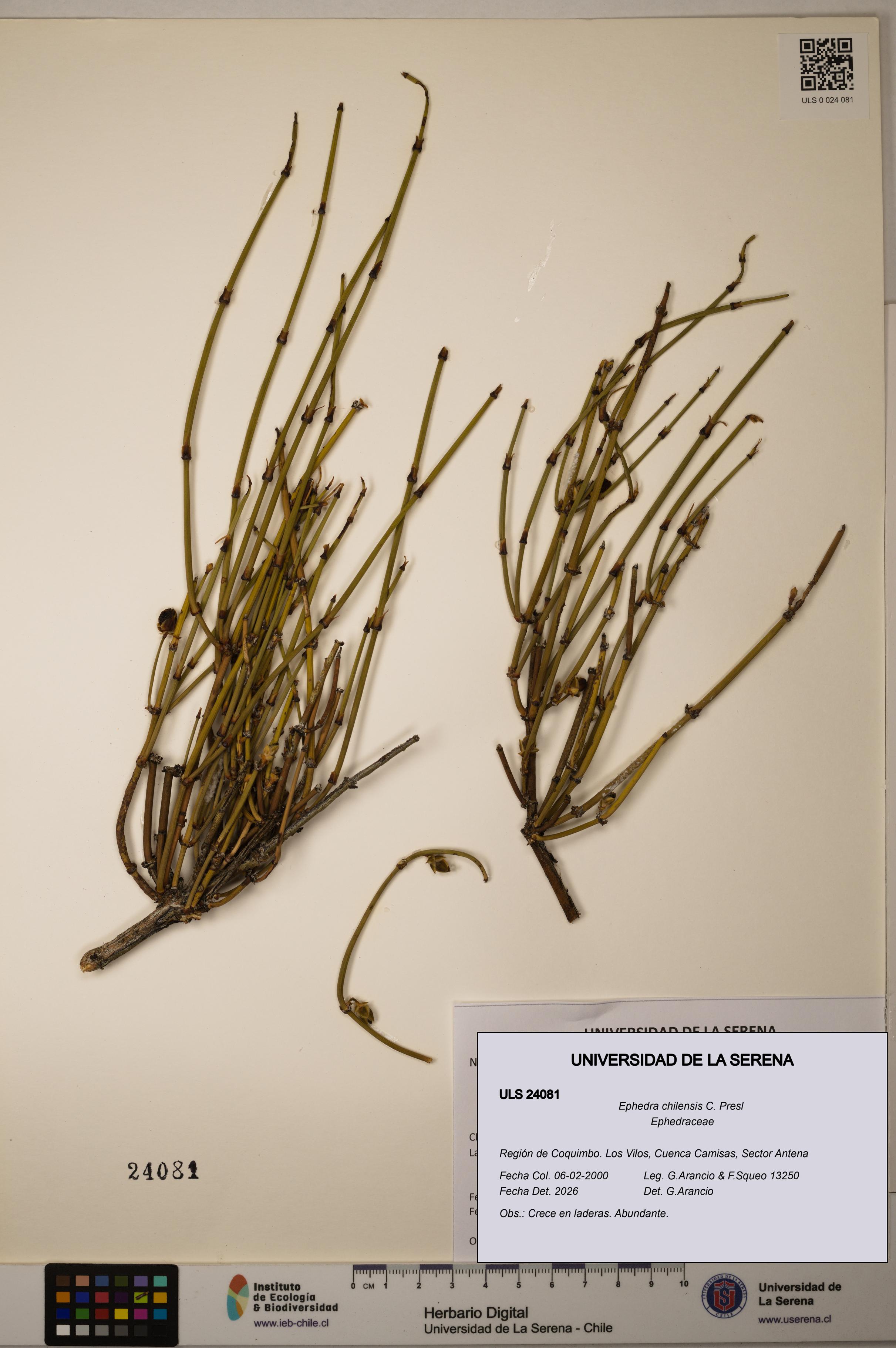 Ephedra chilensis [Espécimen: ]