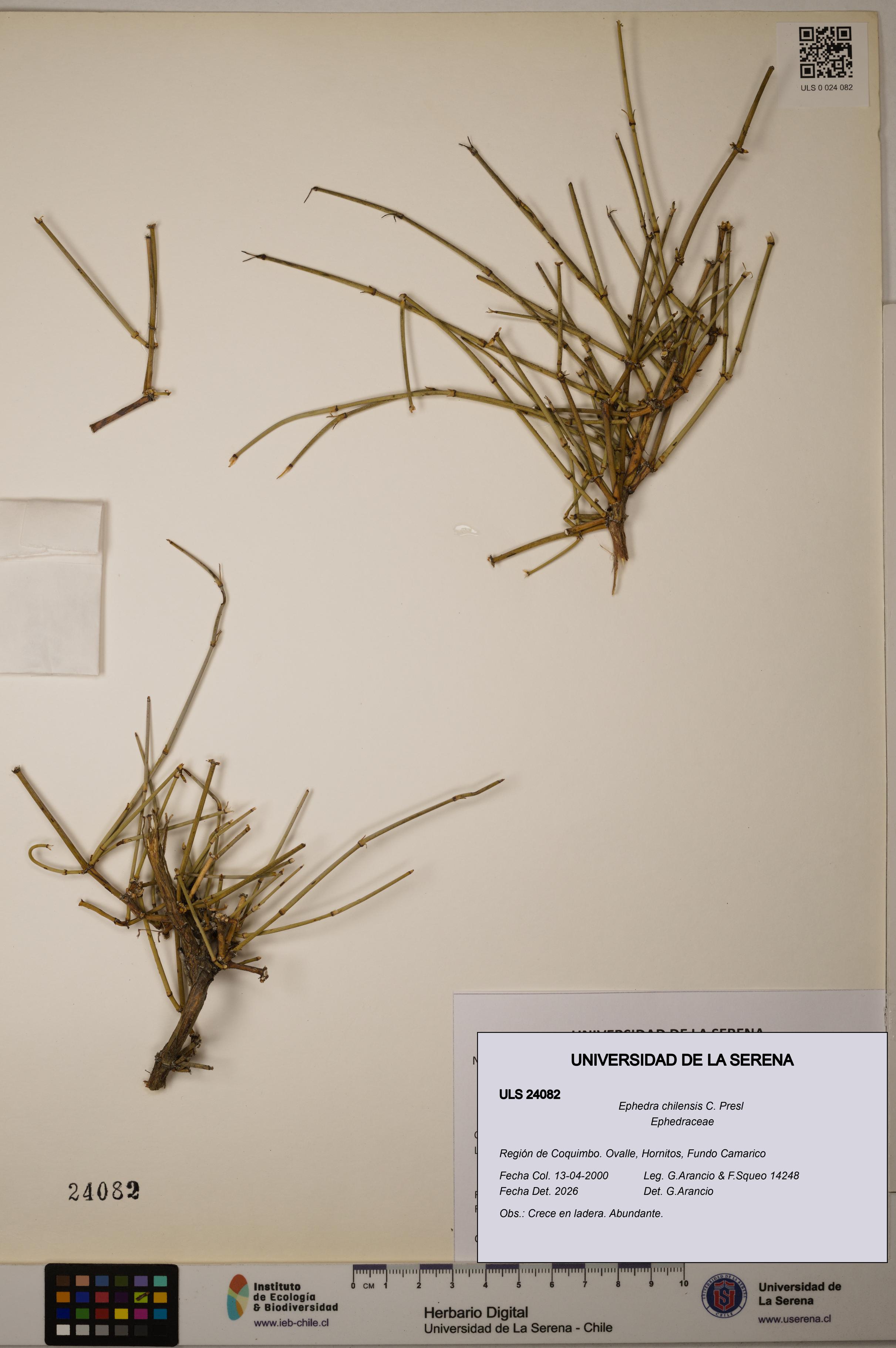 Ephedra chilensis [Espécimen: ]