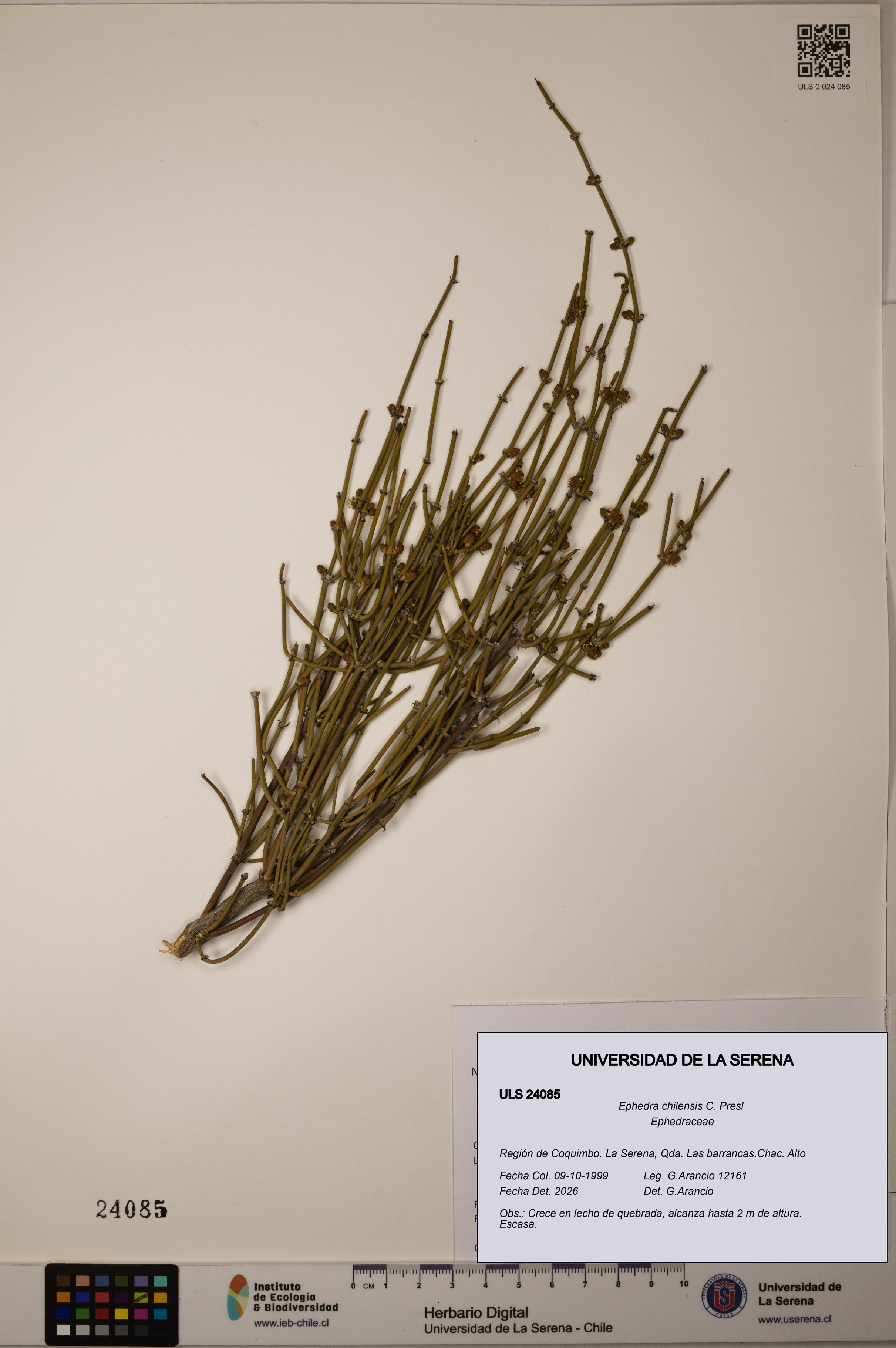 Ephedra chilensis [Espécimen: ]
