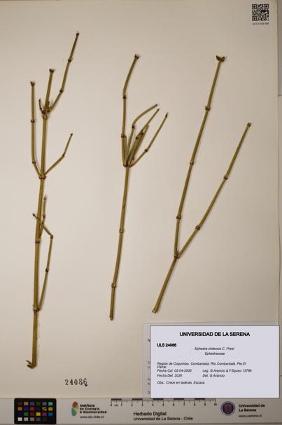 Ephedra chilensis [Espécimen: ]