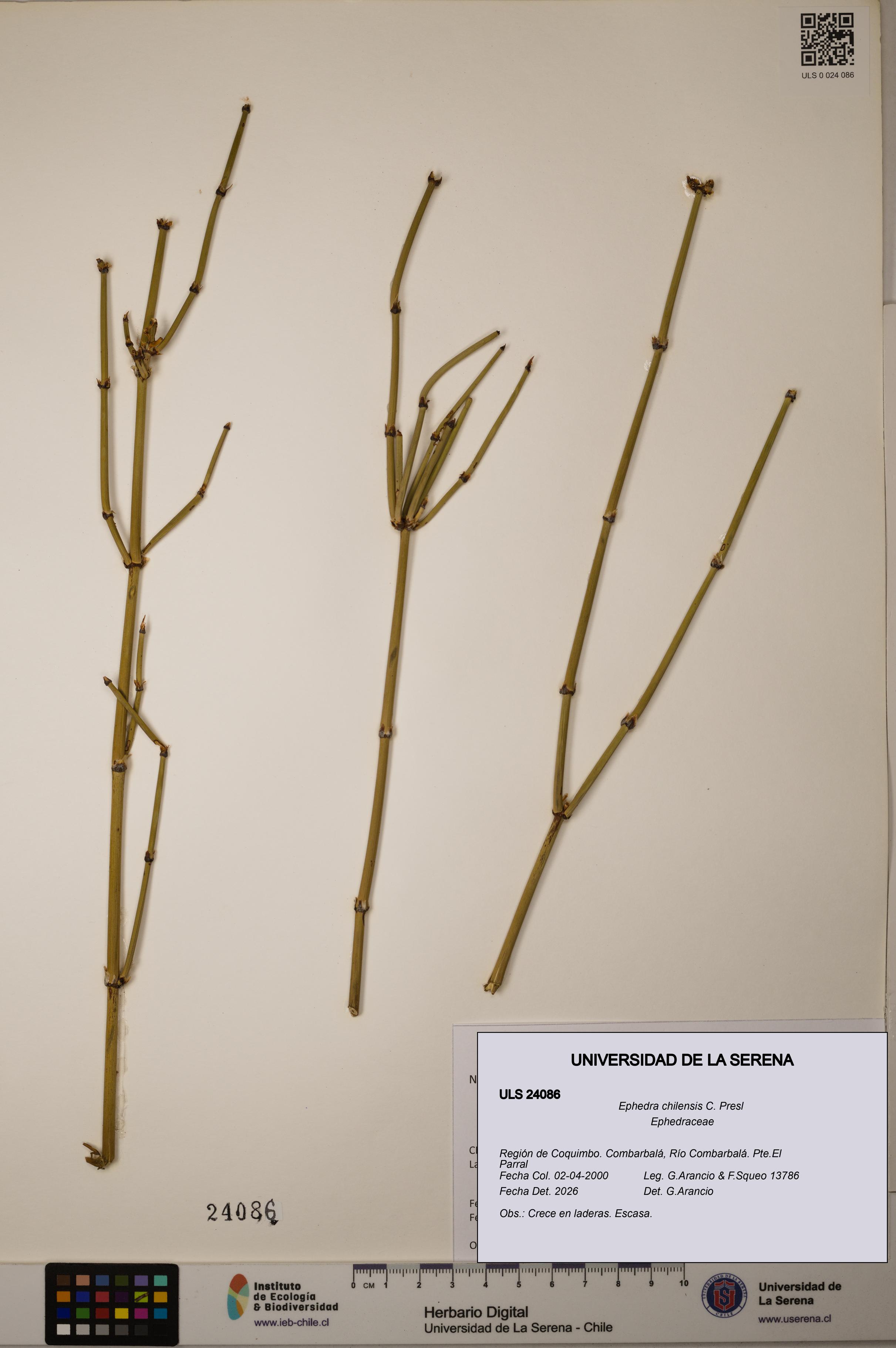 Ephedra chilensis [Espécimen: ]