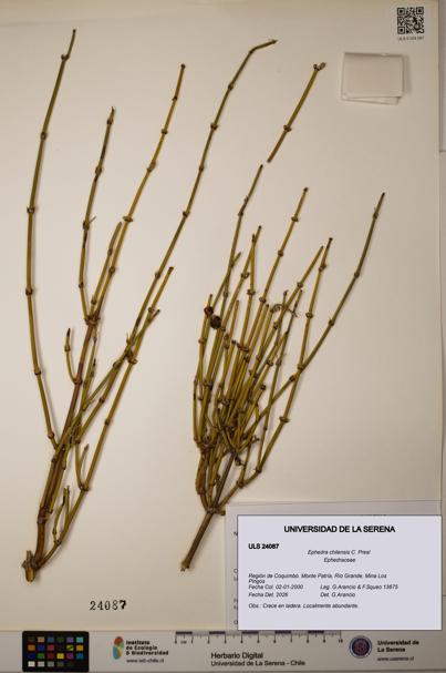 Ephedra chilensis [Espécimen: ]