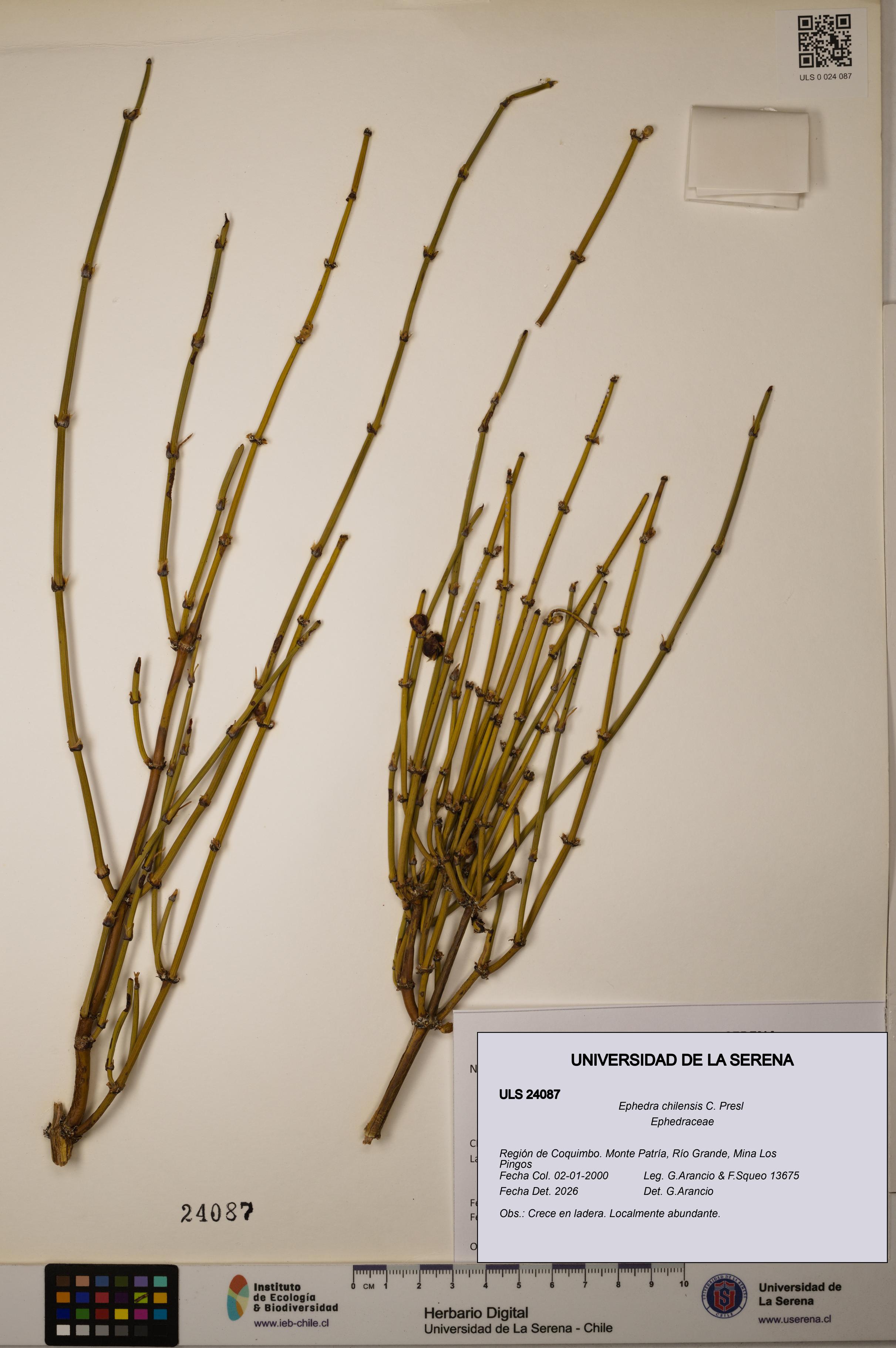 Ephedra chilensis [Espécimen: ]