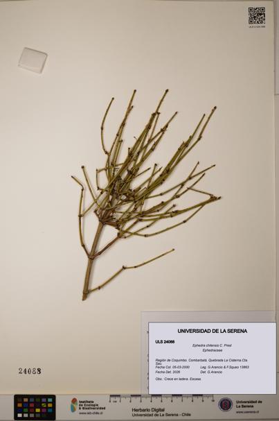 Ephedra chilensis [Espécimen: ]