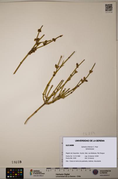 Ephedra chilensis [Espécimen: ]