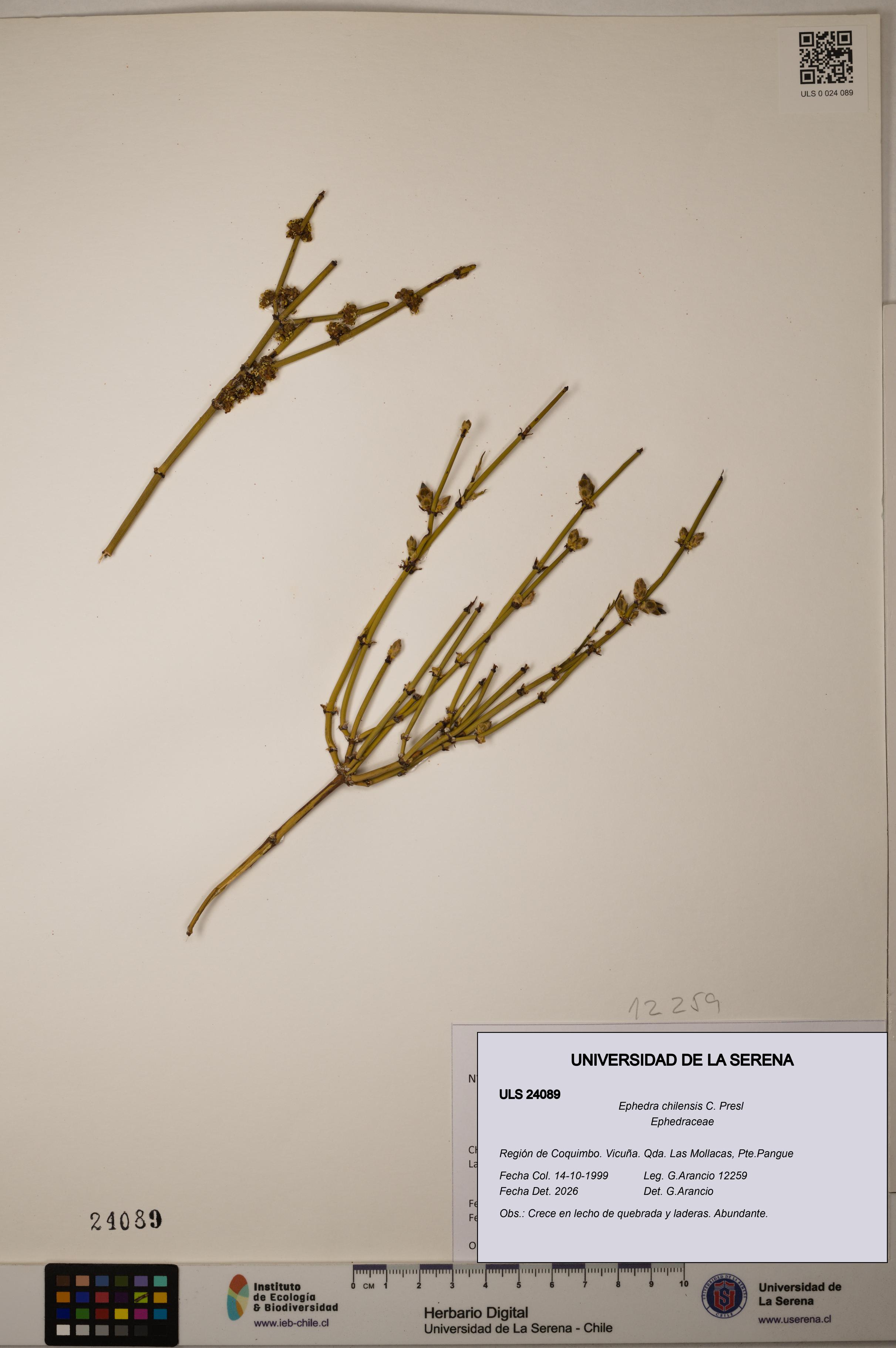 Ephedra chilensis [Espécimen: ]