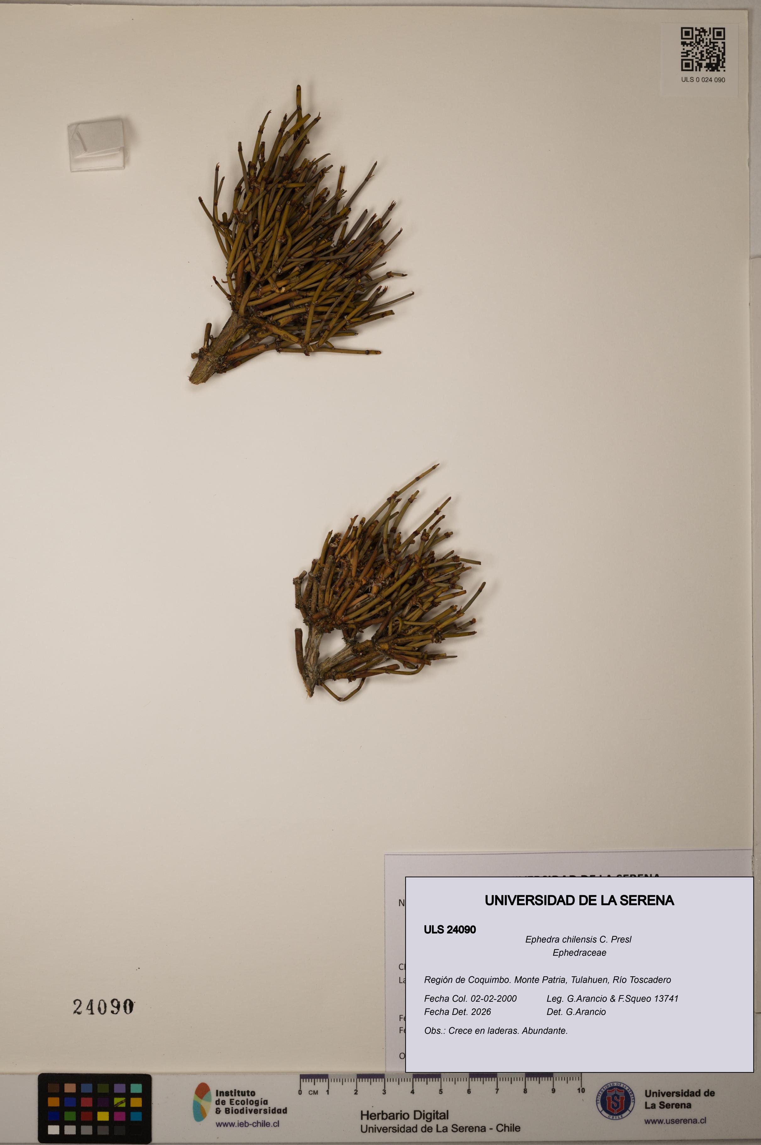 Ephedra chilensis [Espécimen: ]
