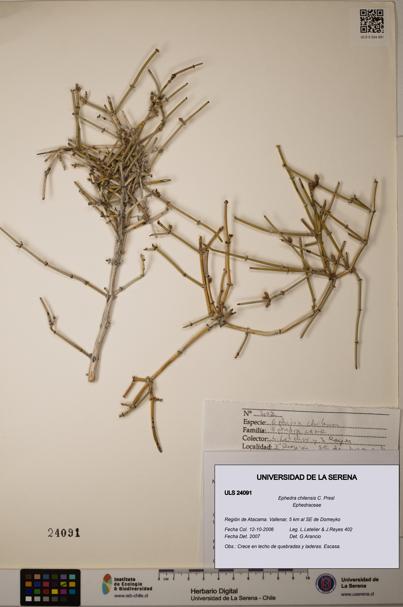 Ephedra chilensis [Espécimen: ]
