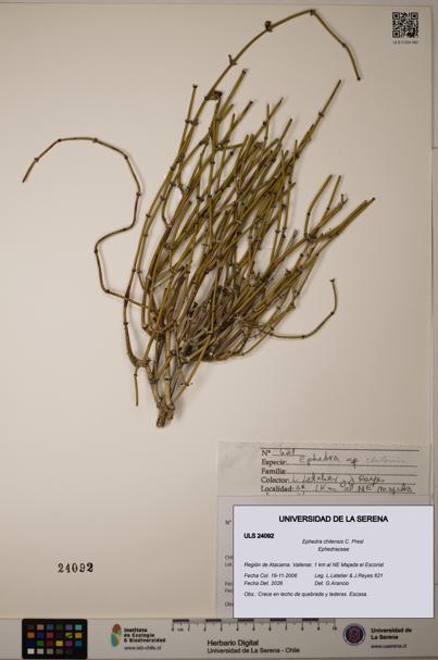 Ephedra chilensis [Espécimen: ]