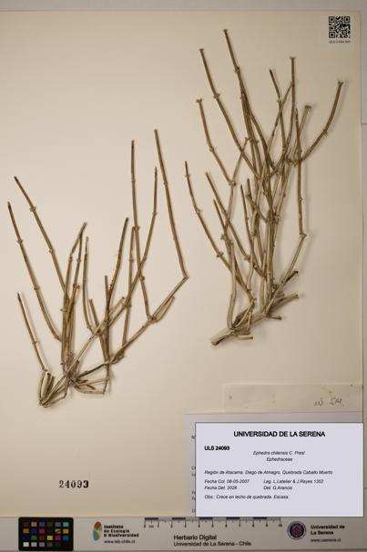 Ephedra chilensis [Espécimen: ]