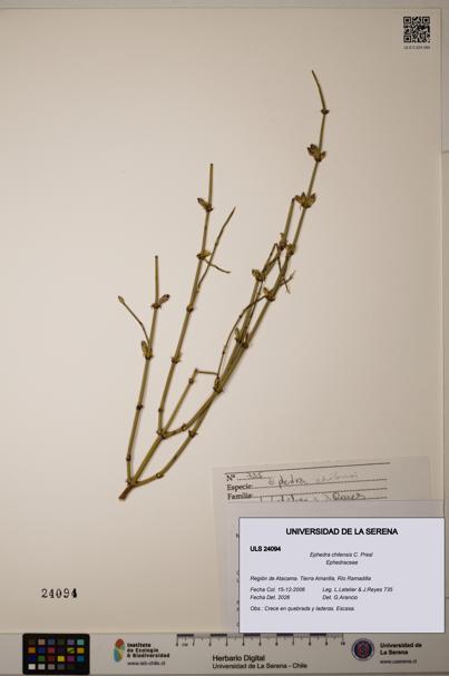 Ephedra chilensis [Espécimen: ]