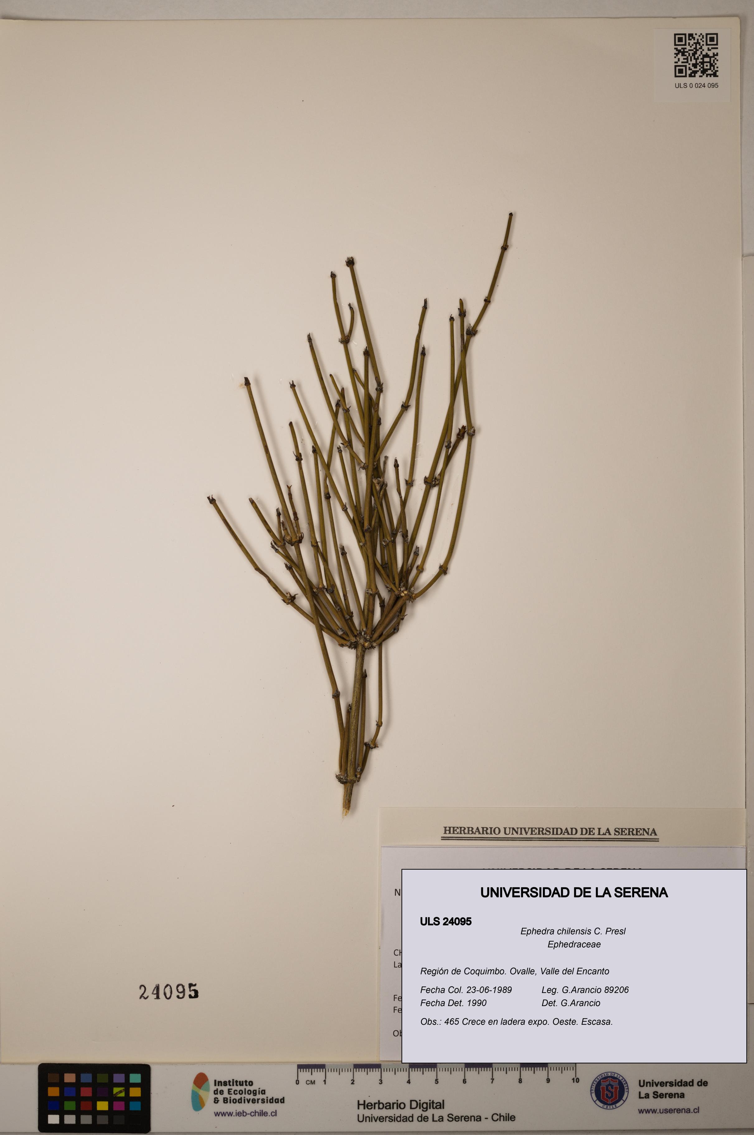 Ephedra chilensis [Espécimen: ]