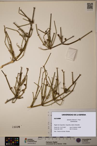 Ephedra chilensis [Espécimen: ]
