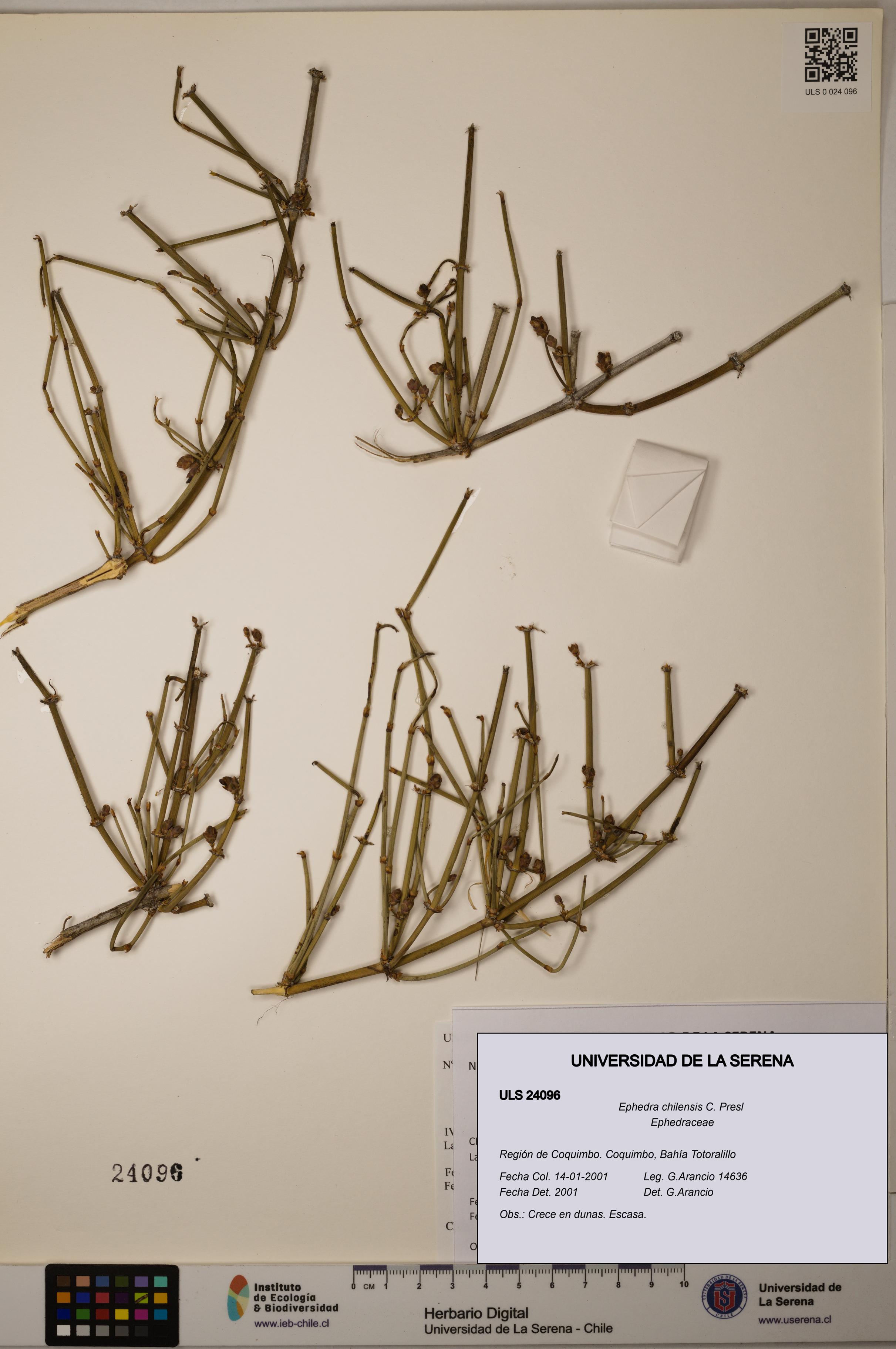 Ephedra chilensis [Espécimen: ]