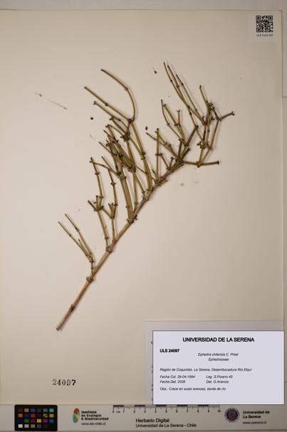 Ephedra chilensis [Espécimen: ]
