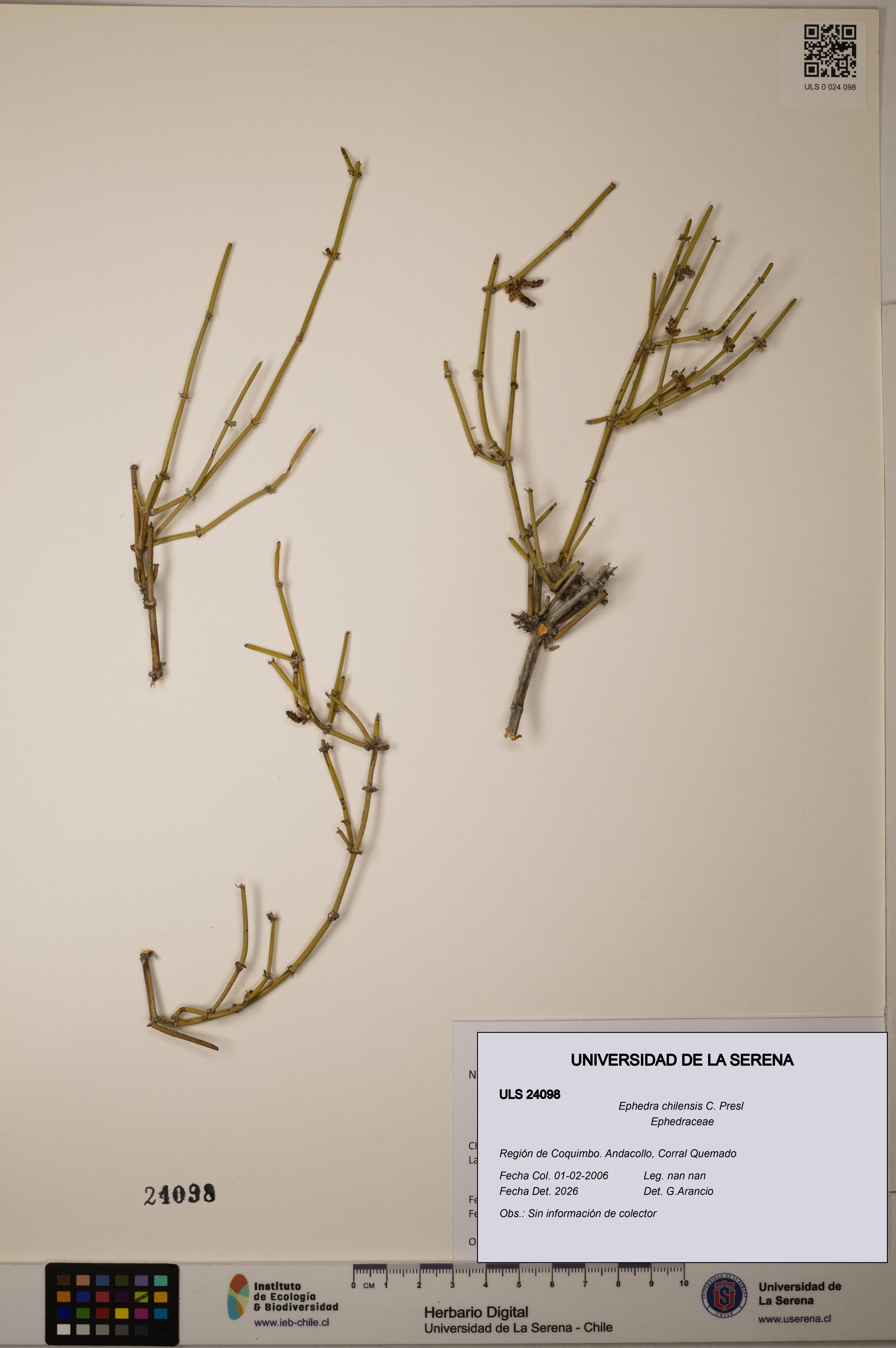 Ephedra chilensis [Espécimen: ]