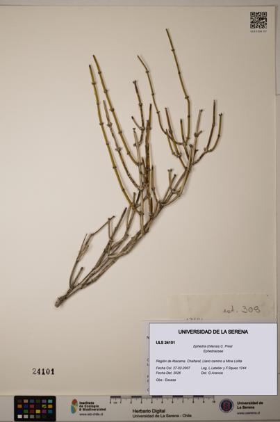 Ephedra chilensis [Espécimen: ]