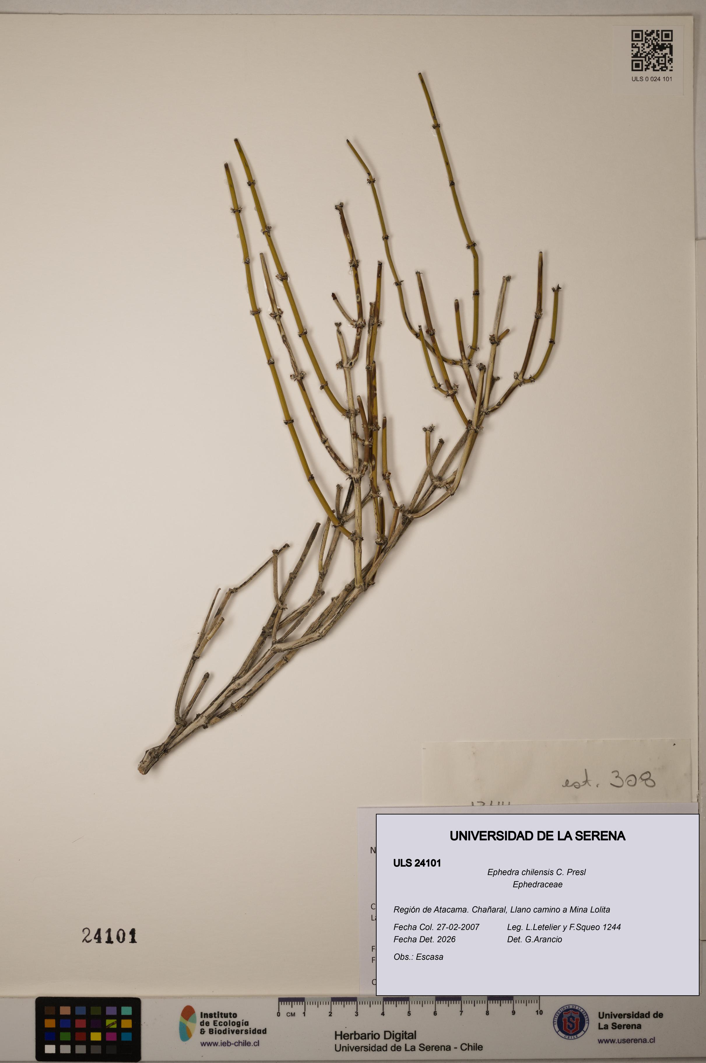 Ephedra chilensis [Espécimen: ]