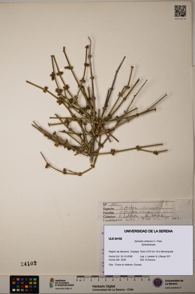 Ephedra chilensis [Espécimen: ]