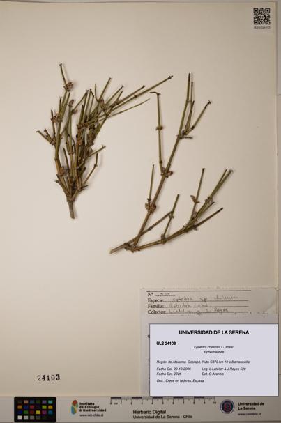 Ephedra chilensis [Espécimen: ]