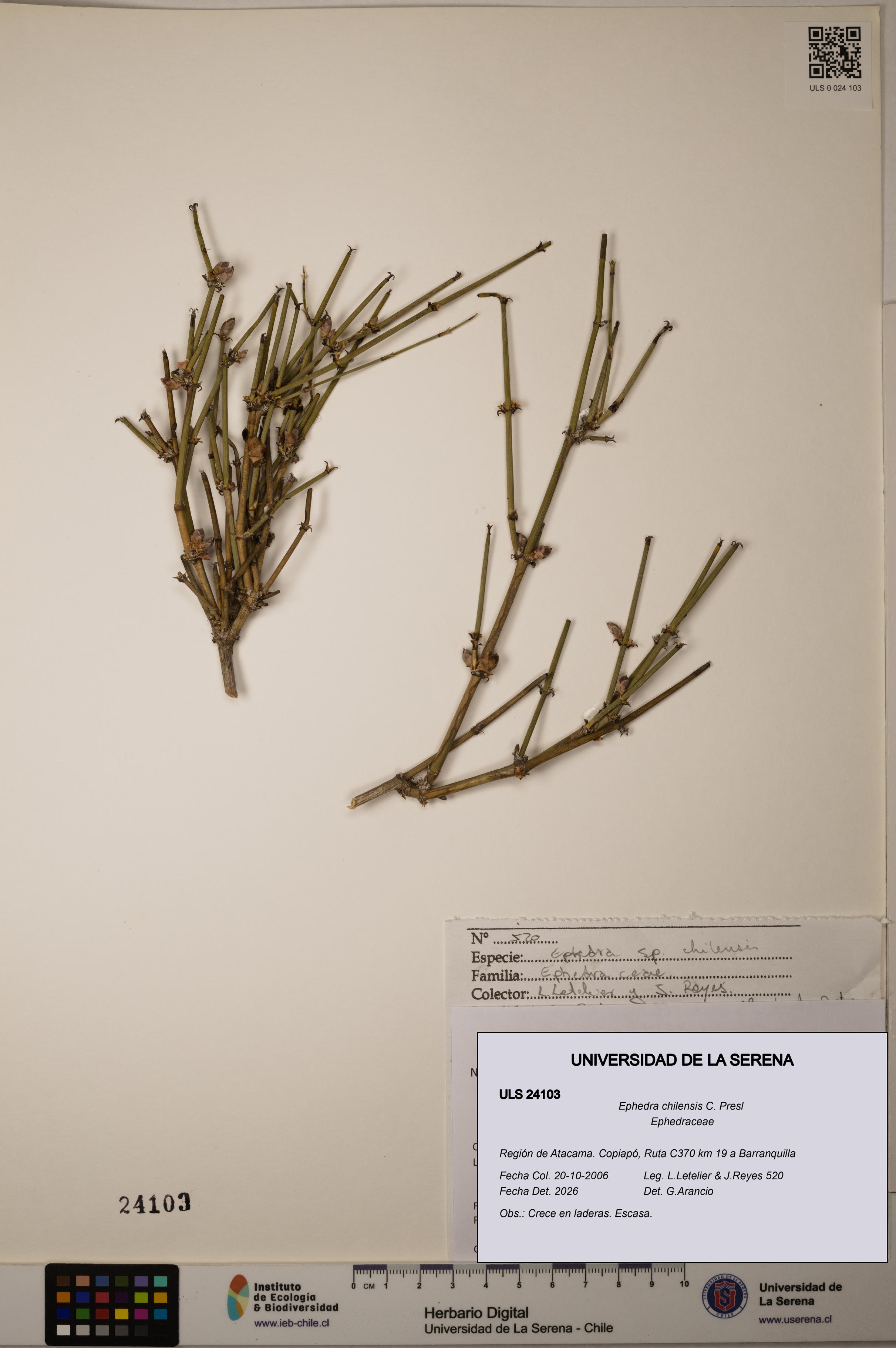 Ephedra chilensis [Espécimen: ]