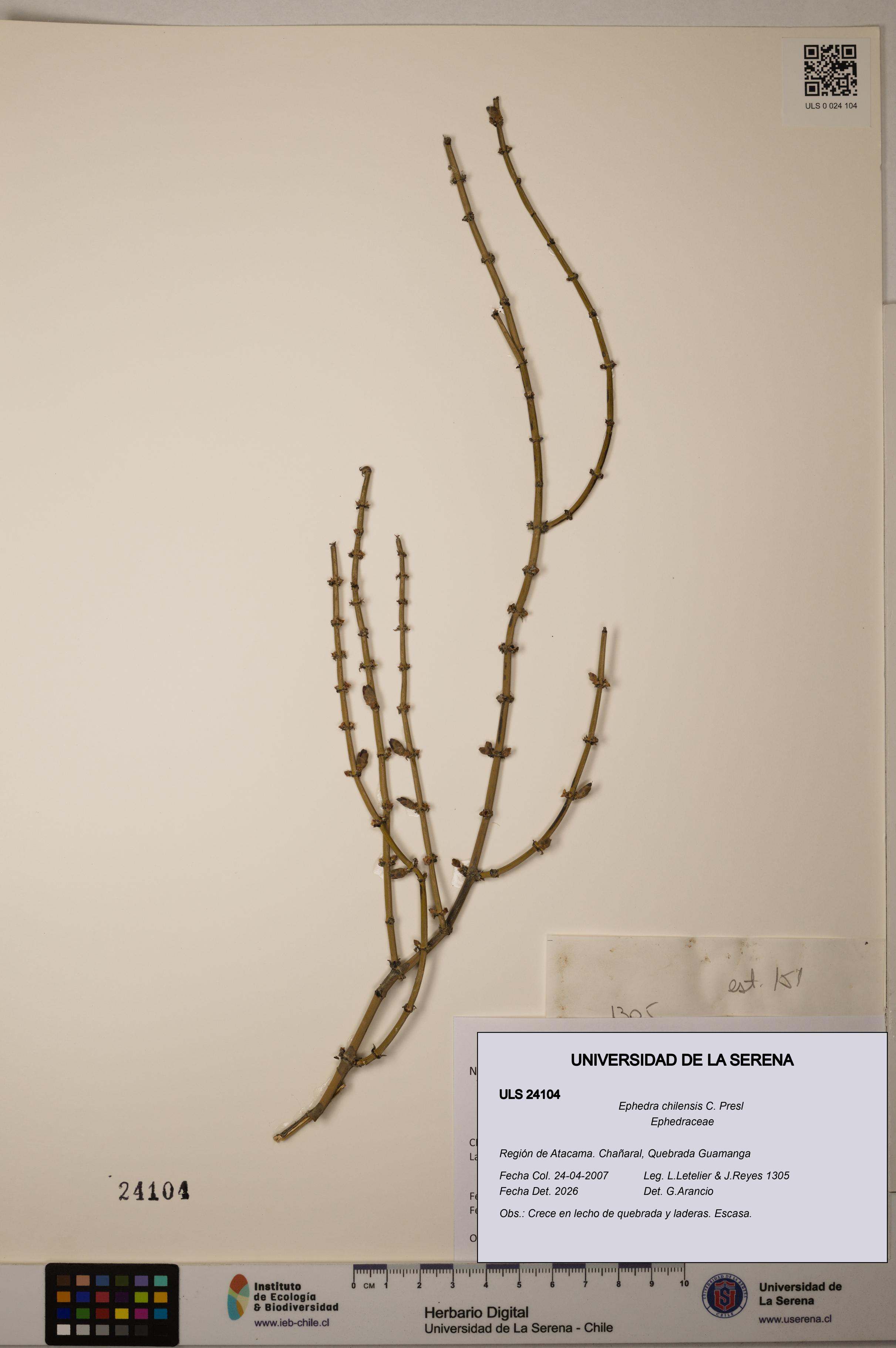 Ephedra chilensis [Espécimen: ]
