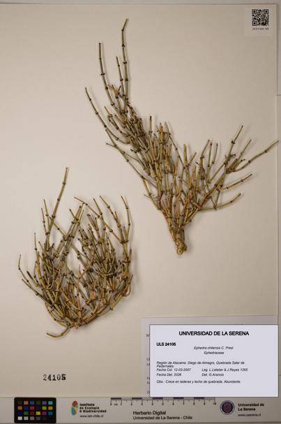 Ephedra chilensis [Espécimen: ]
