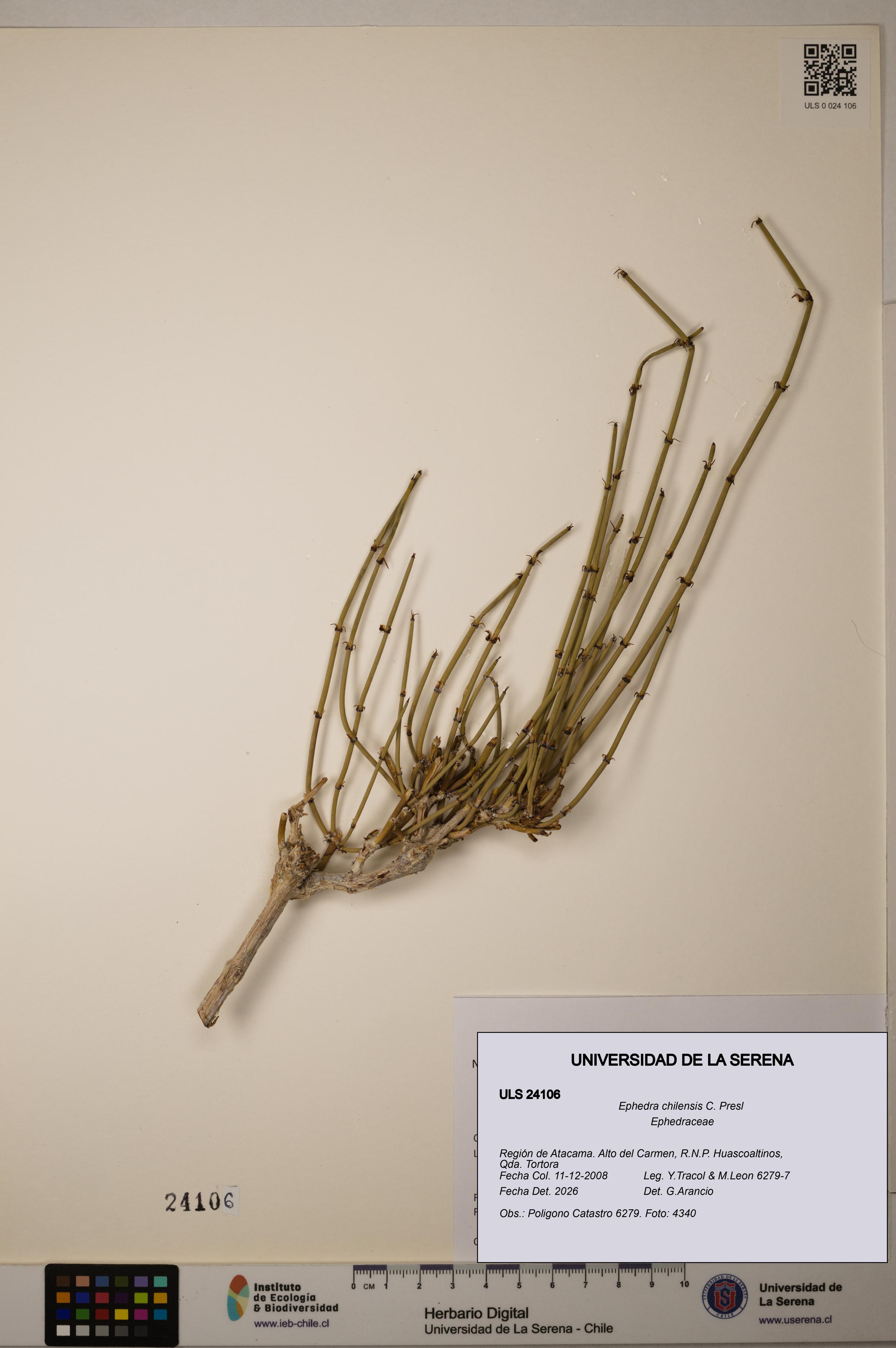 Ephedra chilensis [Espécimen: ]