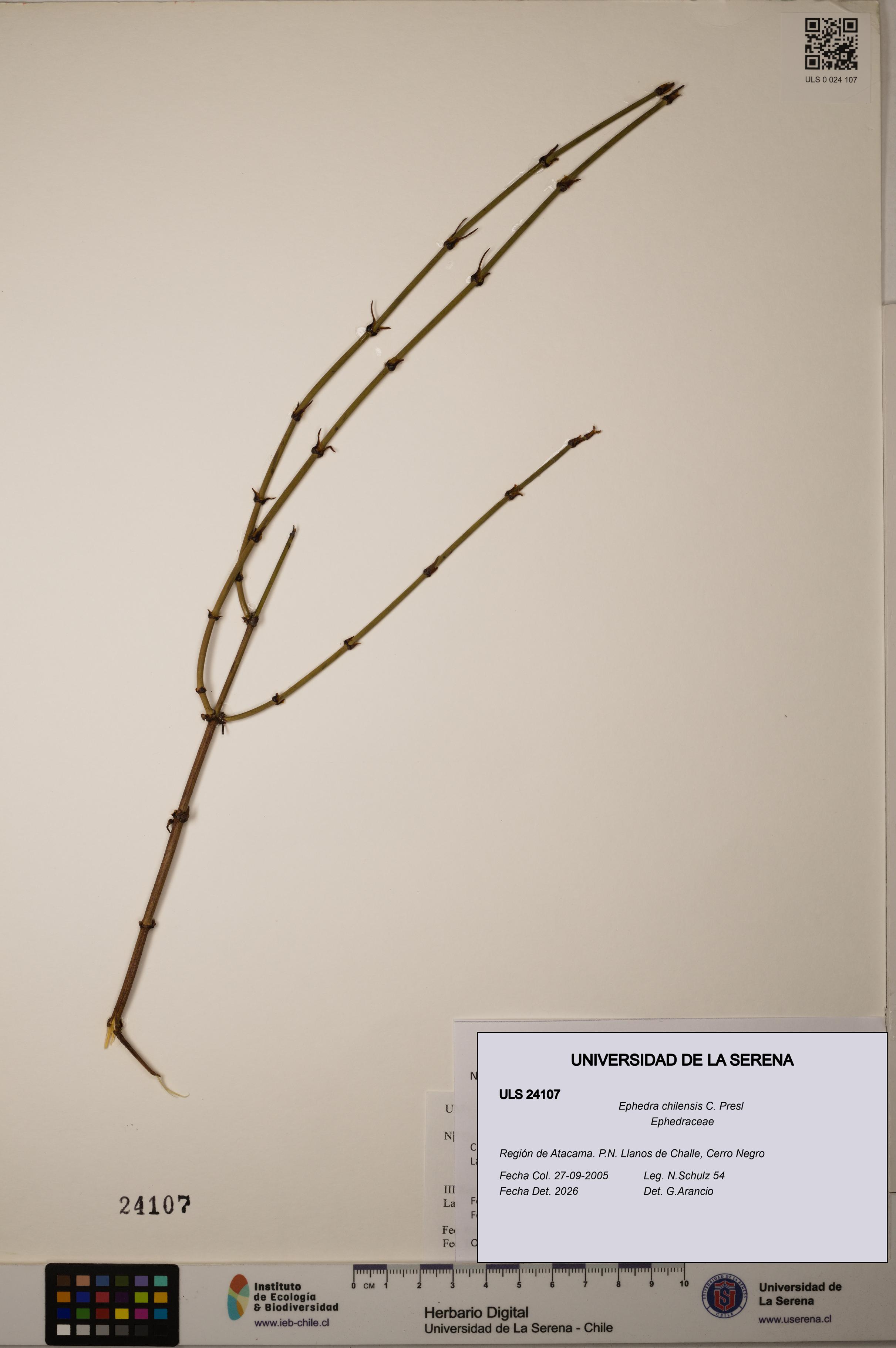 Ephedra chilensis [Espécimen: ]