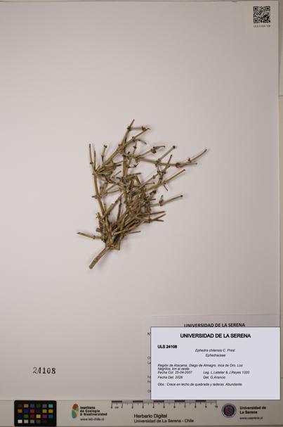 Ephedra chilensis [Espécimen: ]