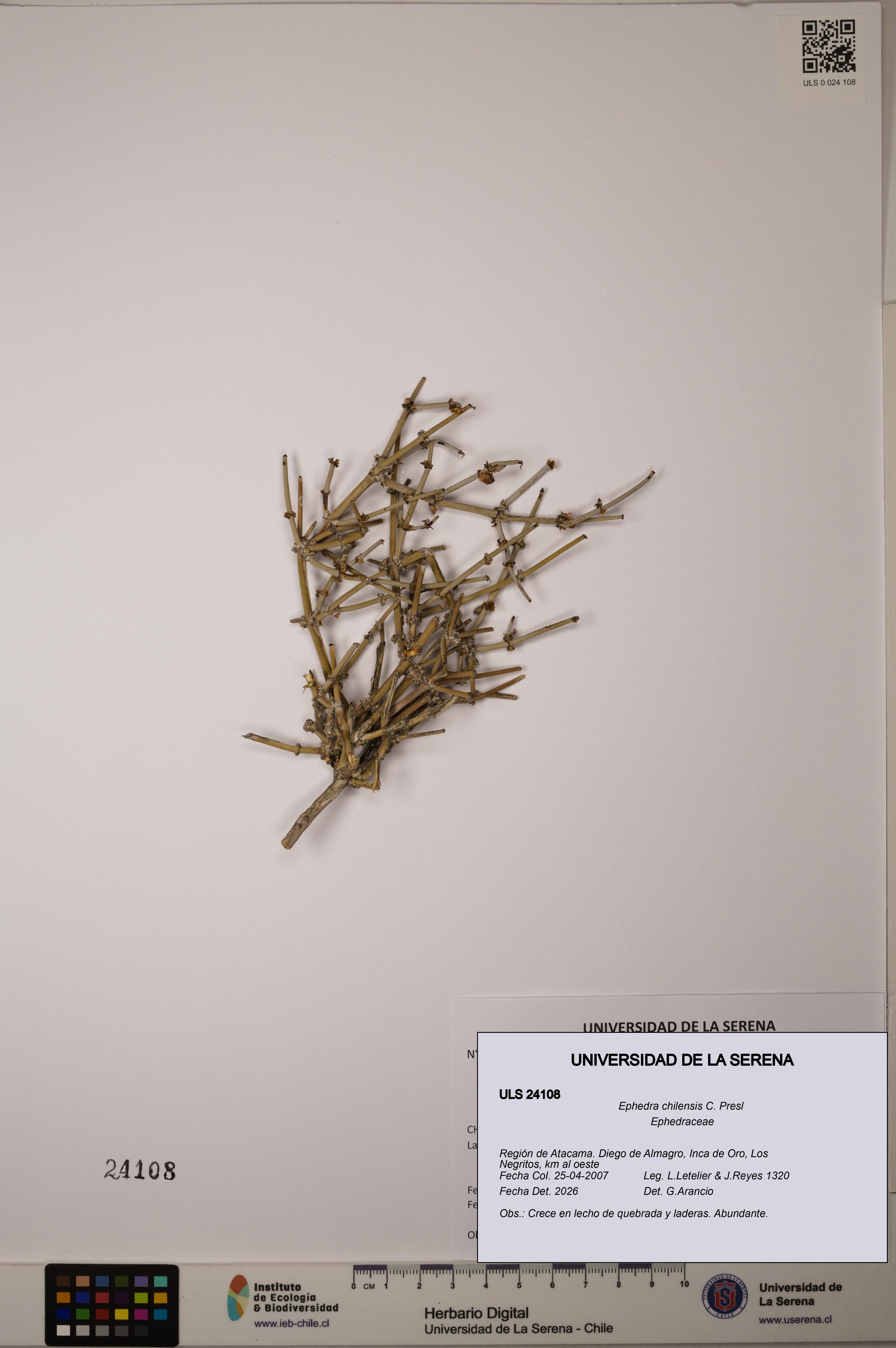 Ephedra chilensis [Espécimen: ]