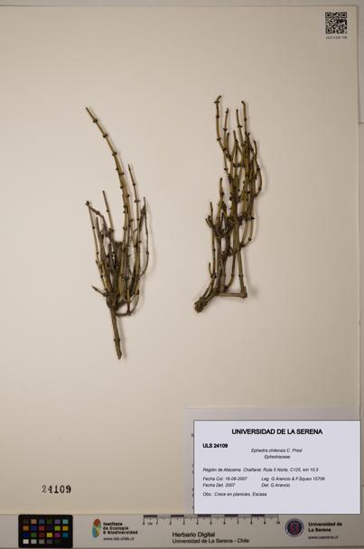 Ephedra chilensis [Espécimen: ]