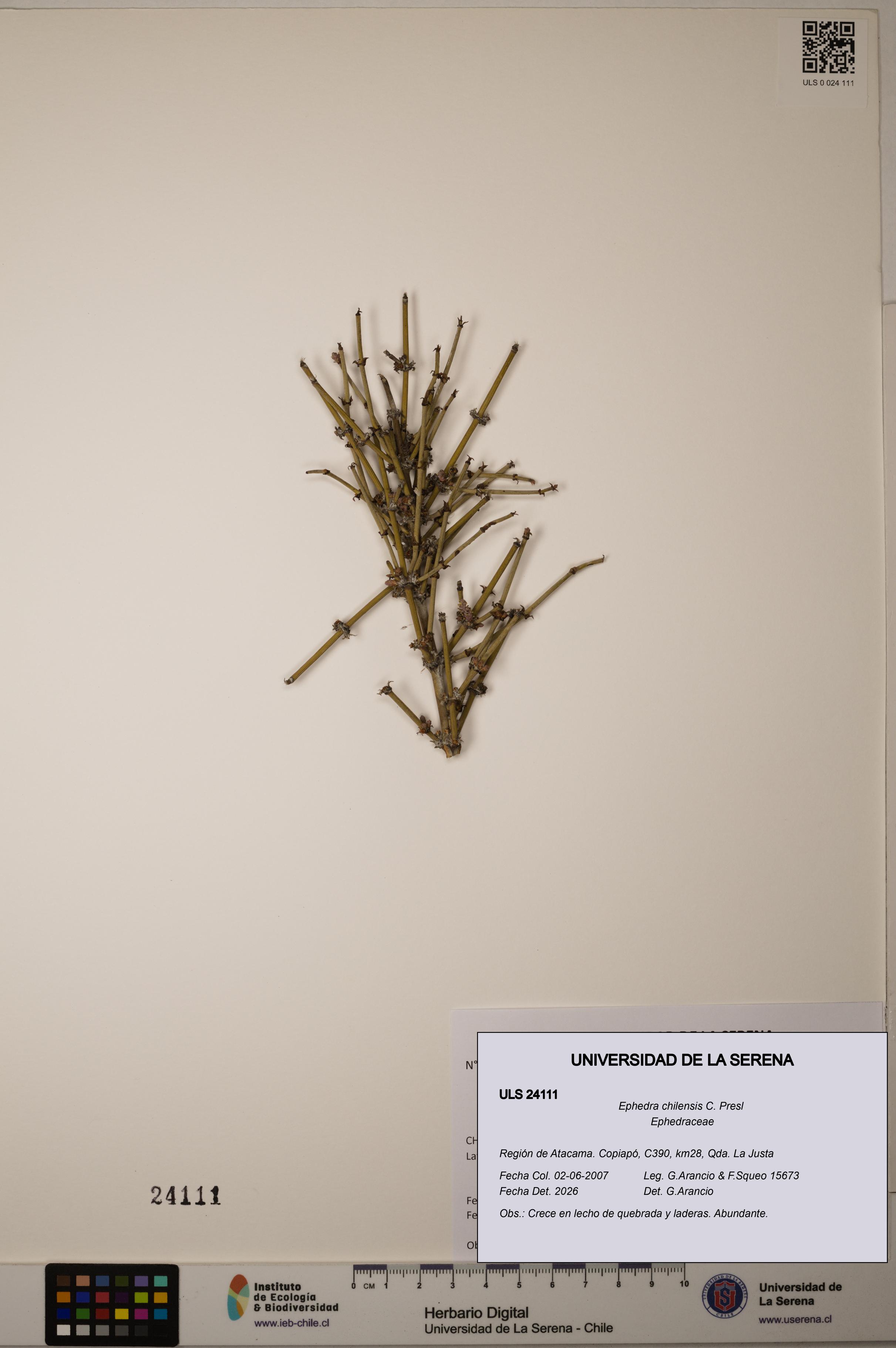Ephedra chilensis [Espécimen: ]
