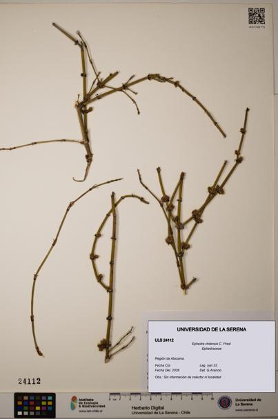 Ephedra chilensis [Espécimen: ]
