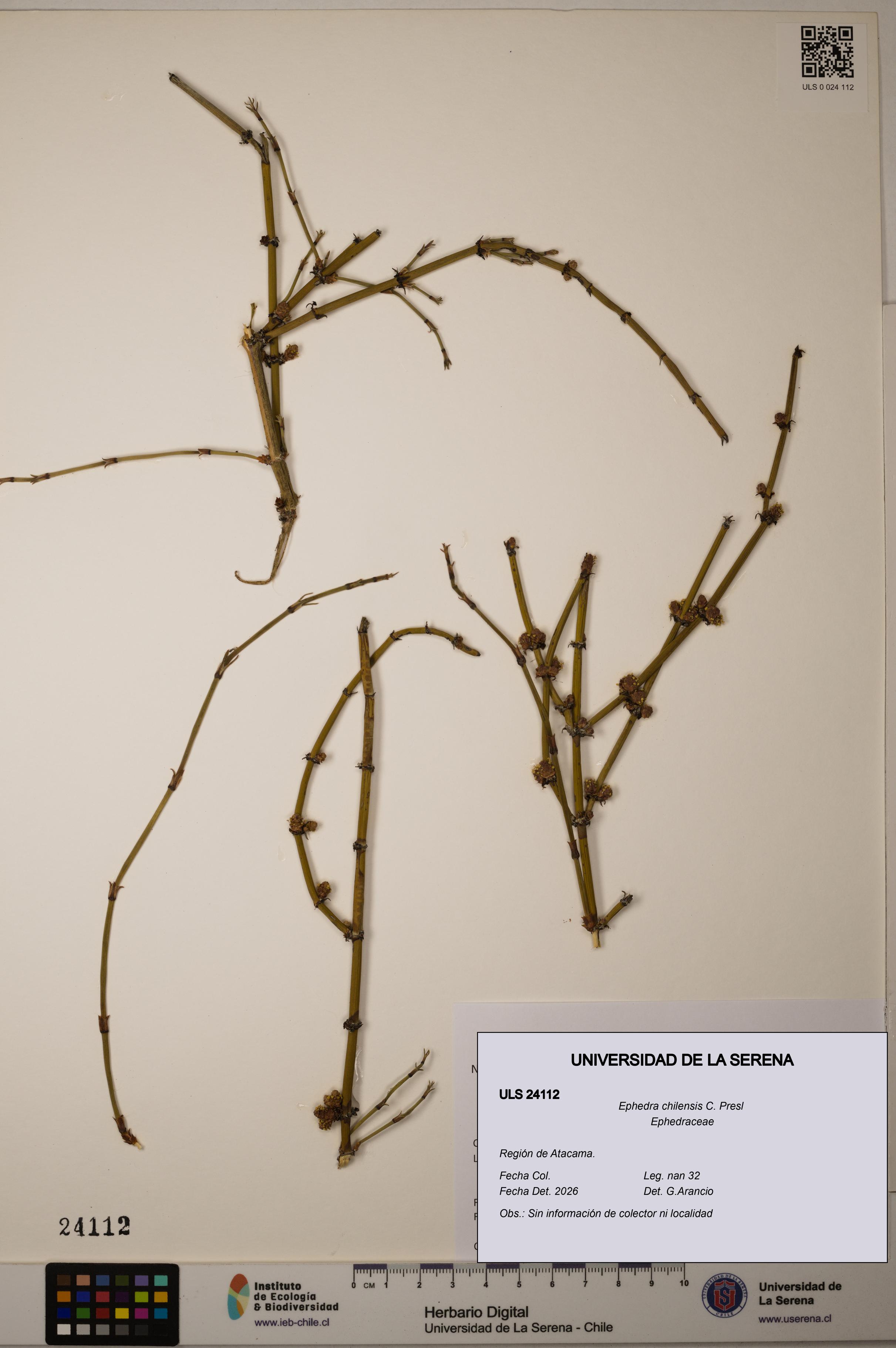 Ephedra chilensis [Espécimen: ]