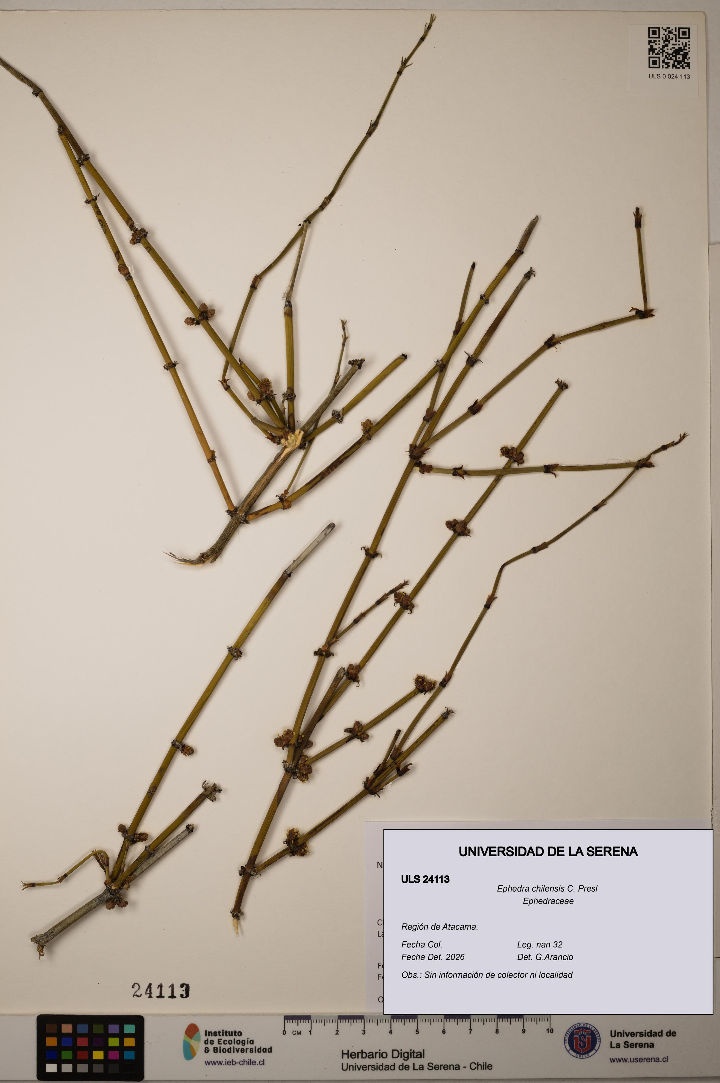 Ephedra chilensis [Espécimen: ]