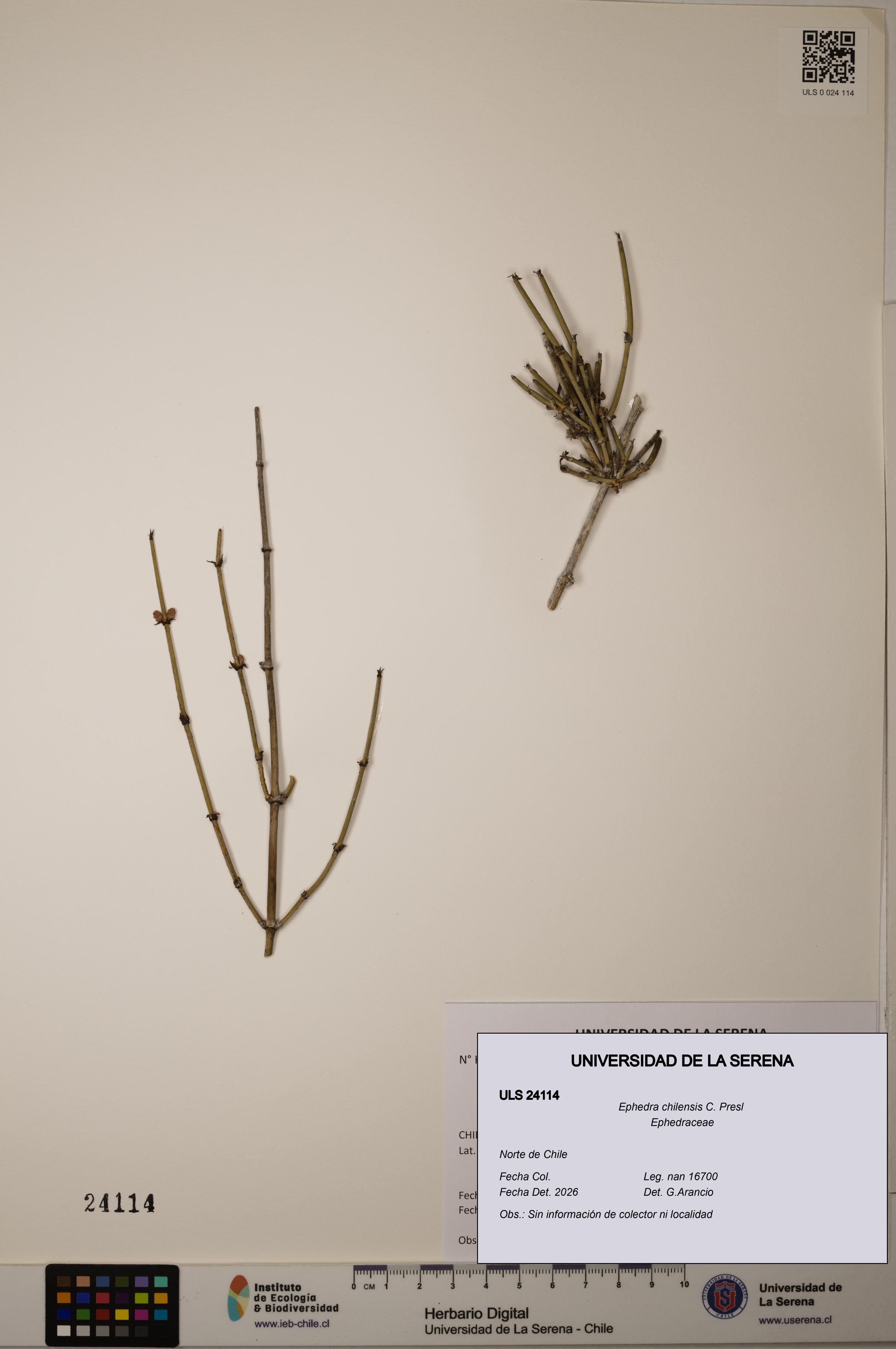Ephedra chilensis [Espécimen: ]