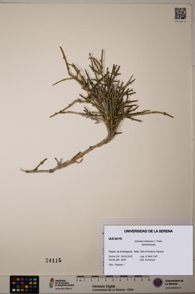 Ephedra chilensis [Espécimen: ]